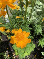 Trollius