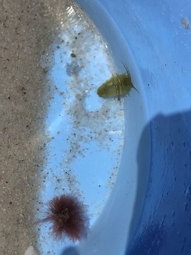 Baltic Isopod photo 5