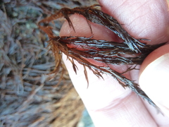 Cryptosiphonia woodii