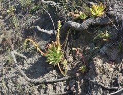 Dudleya candelabrum