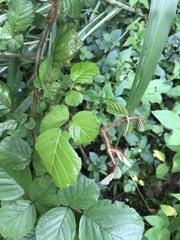 Rubus wallichianus