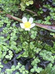 Ranunculus longirostris