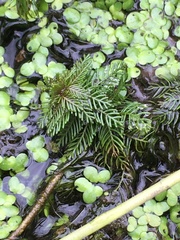 Ranunculus longirostris