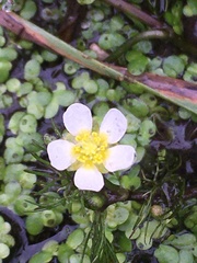 Ranunculus longirostris