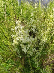 Galium mollugo