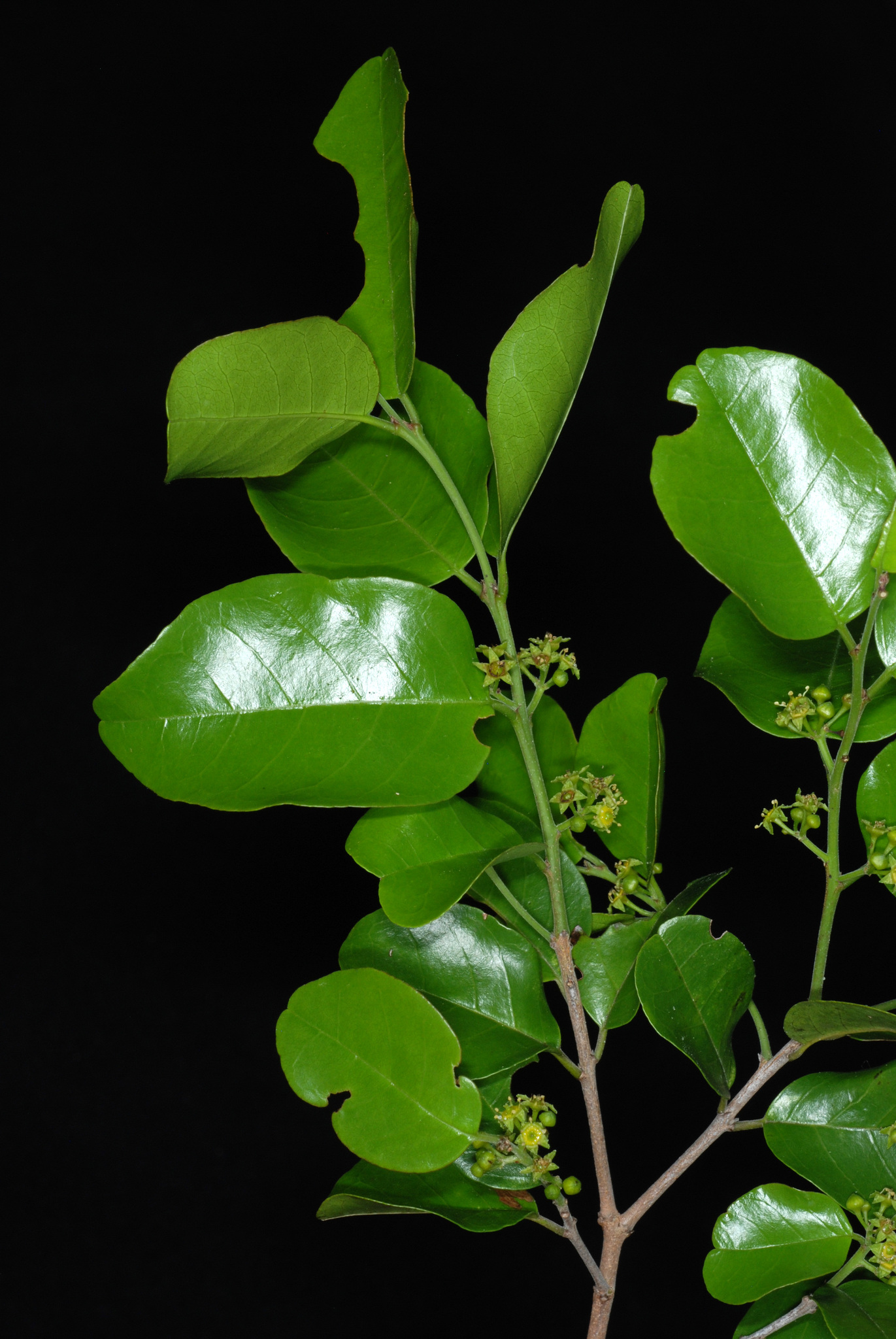 Rhamnaceae