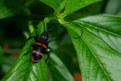 Ceroplesis orientalis