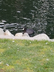 Fulica americana