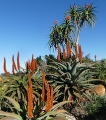 Aloidendron barberae