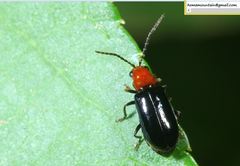 Cneorane violaceipennis