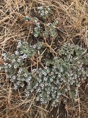Euphorbia polycarpa polycarpa