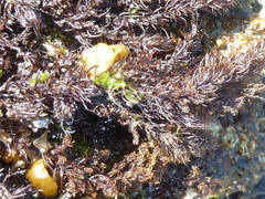 Odonthalia