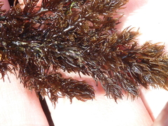 Odonthalia