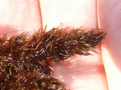 Odonthalia