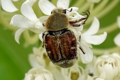 Trichiotinus piger