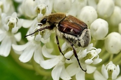 Trichiotinus piger