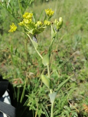 Bupleurum multinerve