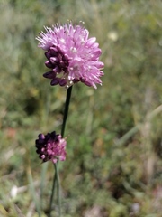 Allium amphibolum