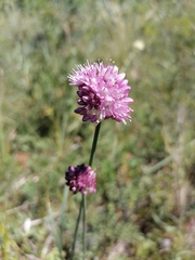 Allium amphibolum