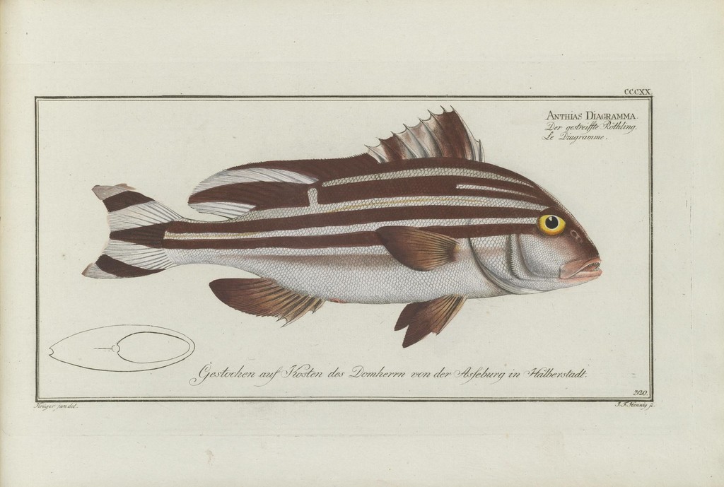 Silverbanded Sweetlip