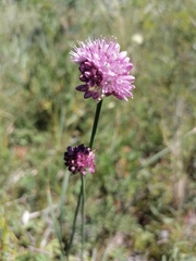 Allium amphibolum