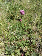 Allium amphibolum