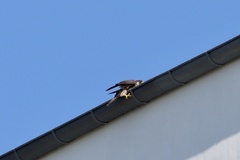 Falco peregrinus