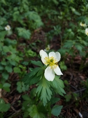 Trollius