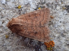 Hoplodrina octogenaria