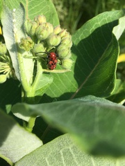 Tetraopes tetrophthalmus