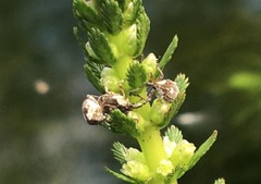 Phytobius leucogaster