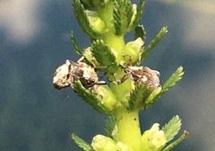 Phytobius leucogaster