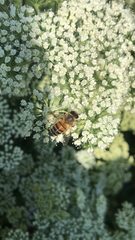 Apis mellifera