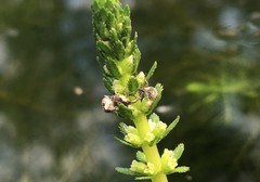 Phytobius leucogaster