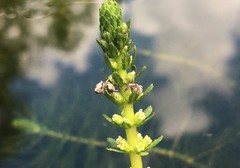 Phytobius leucogaster