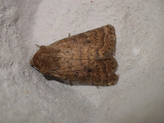 Hoplodrina octogenaria