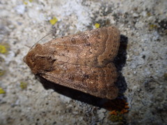 Hoplodrina octogenaria