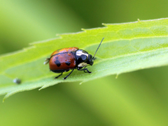 Cryptocephalus octopunctatus