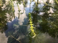 Phytobius leucogaster