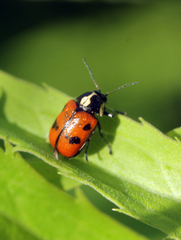 Cryptocephalus octopunctatus