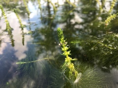 Phytobius leucogaster