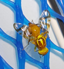 Zonosemata vittigera