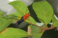 Leuconitocris nigricornis