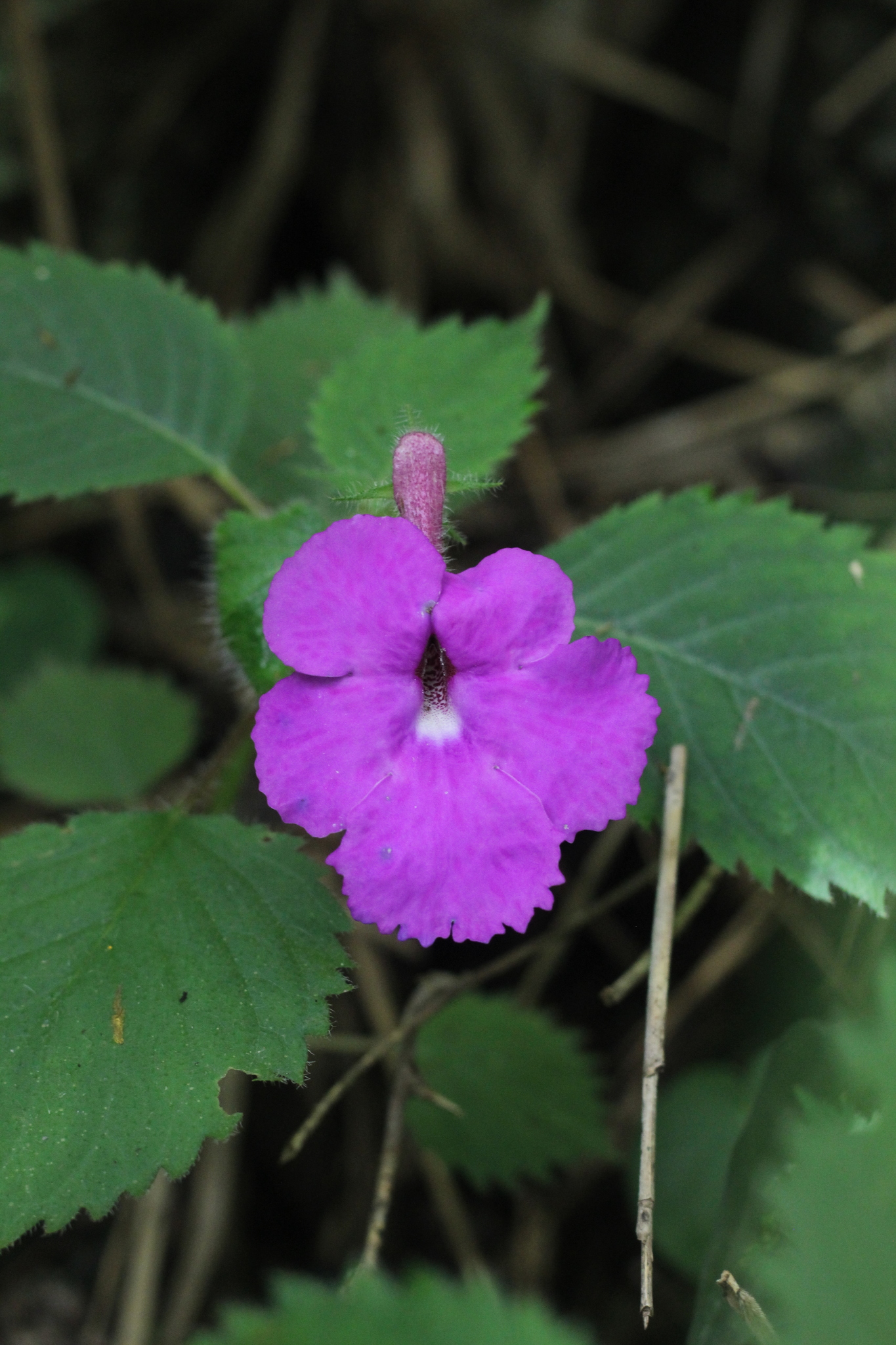 Achimenes grandiflora
