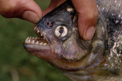 Serrasalmus maculatus