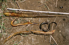 Synbranchus marmoratus