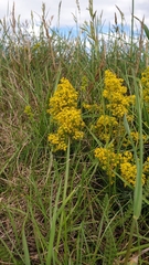 Galium verum