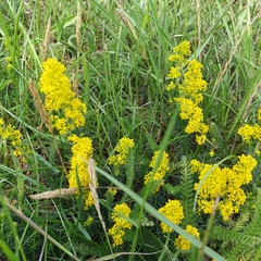 Galium verum