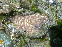 Aeolidia papillosa image