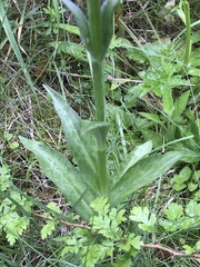 Dactylorhiza × formosa